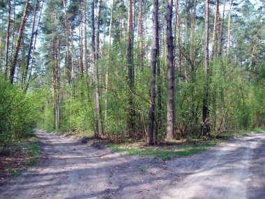 Orman kırsal, ağaçlar ve çalılar