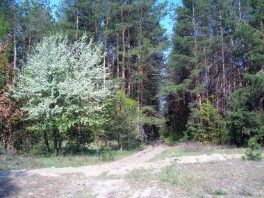 Orman kırsal, ağaçlar ve çalılar