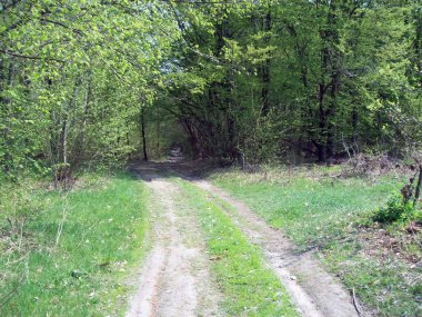 Orman kırsal, ağaçlar ve çalılar