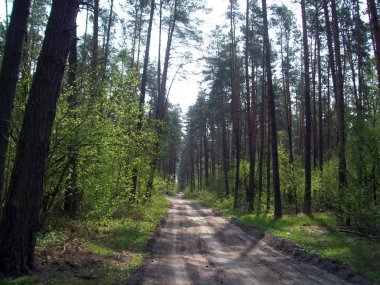 Orman kırsal, ağaçlar ve çalılar