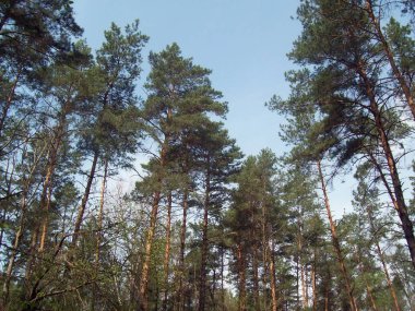 Orman kırsal, ağaçlar ve çalılar