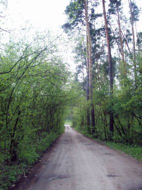 Orman kırsal, ağaçlar ve çalılar
