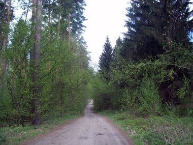 Orman kırsal, ağaçlar ve çalılar