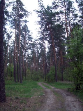 Orman kırsal, ağaçlar ve çalılar