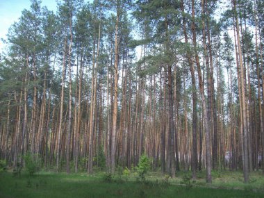 Orman kırsal, ağaçlar ve çalılar