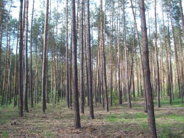 Orman kırsal, ağaçlar ve çalılar