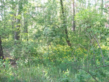 Orman kırsal, ağaçlar ve çalılar