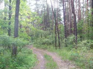 Orman kırsal, ağaçlar ve çalılar