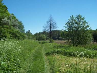 Orman kırsal, ağaçlar ve çalılar