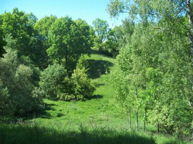 Orman kırsal, ağaçlar ve çalılar