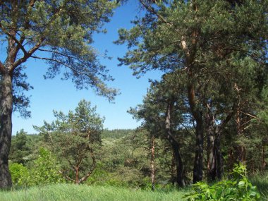 Orman kırsal, ağaçlar ve çalılar