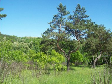 Orman kırsal, ağaçlar ve çalılar