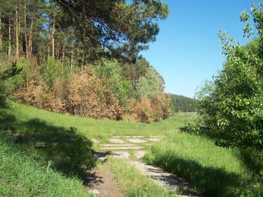 Orman kırsal, ağaçlar ve çalılar
