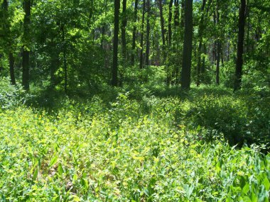 Orman kırsal, ağaçlar ve çalılar