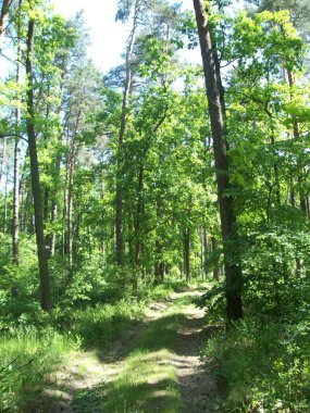 Orman kırsal, ağaçlar ve çalılar