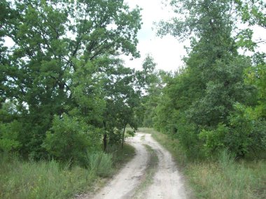 Orman kırsal, ağaçlar ve çalılar