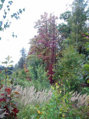 Orman kırsal, ağaçlar ve çalılar