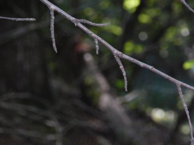 Orman kırsal, ağaçlar ve çalılar