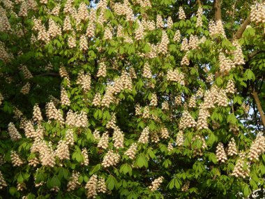 Kompozisyon ve doku grafik kaynakları Tasarla