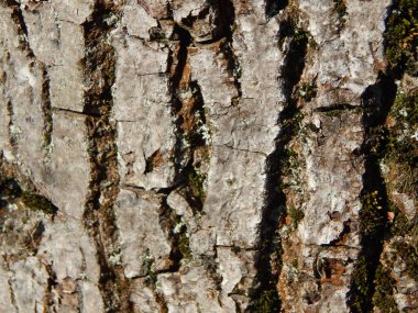 Kompozisyon ve doku grafik kaynakları Tasarla