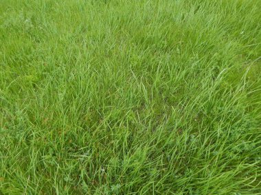 Yeşil çimen arkaplanı yakın plan