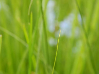 Yeşil çimen arkaplanı yakın plan