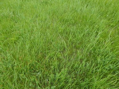 Yeşil çimen arkaplanı yakın plan