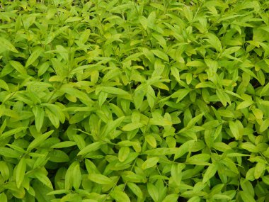 Kompozisyon ve doku grafik kaynakları Tasarla