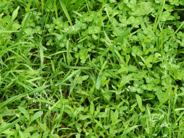 Kompozisyon ve doku grafik kaynakları Tasarla