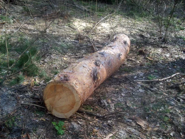 Deforestación Árboles Bosques — Foto de Stock