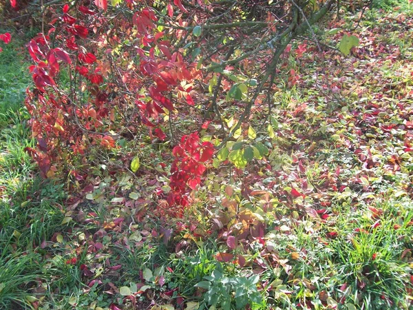 Forêt Campagne Arbres Buissons — Photo