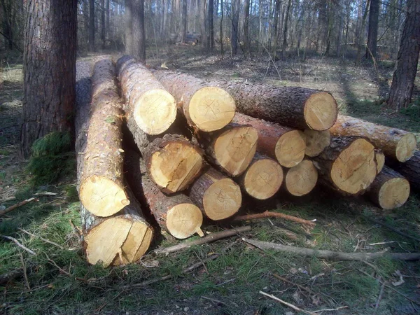 Deforestation Trees Forests — Stock Photo, Image
