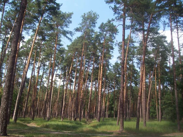 Floresta Campo Árvores Arbustos — Fotografia de Stock