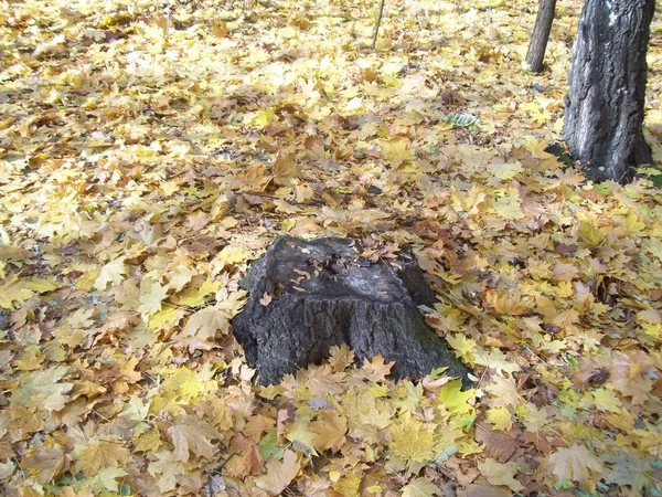 Forest Het Platteland Bomen Struiken — Stockfoto