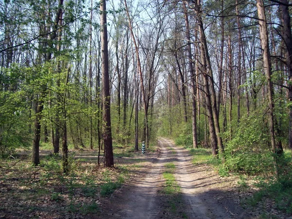 Wald Auf Dem Land Bäume Und Sträucher — Stockfoto