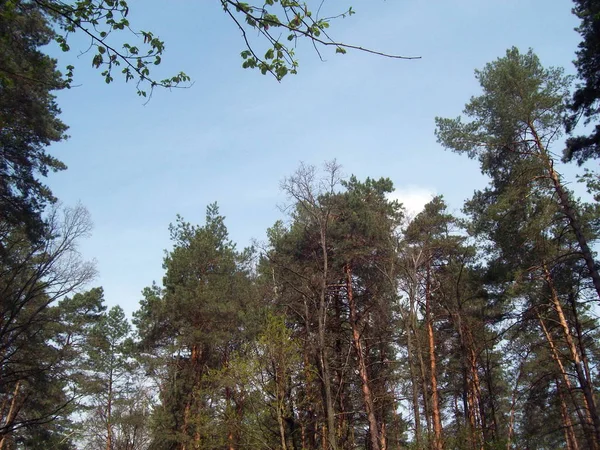 Foresta Campagna Alberi Cespugli — Foto Stock