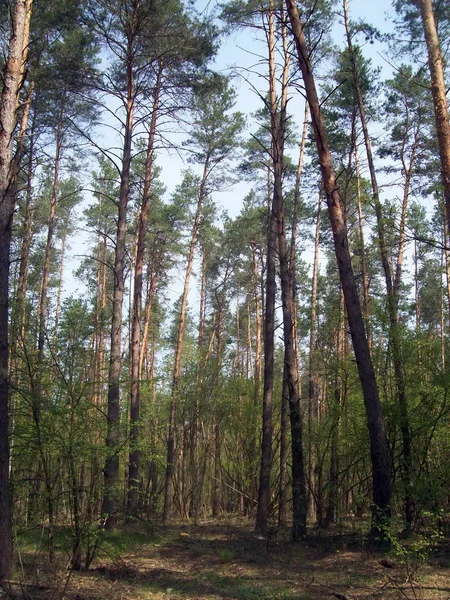 Forest Het Platteland Bomen Struiken — Stockfoto