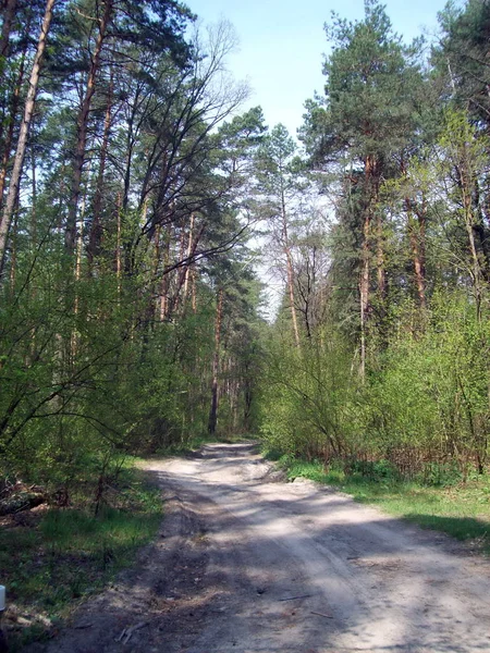 Forêt Campagne Arbres Buissons — Photo