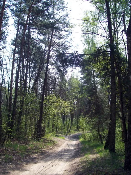 Δάσος Στην Ύπαιθρο Δέντρα Και Θάμνοι — Φωτογραφία Αρχείου