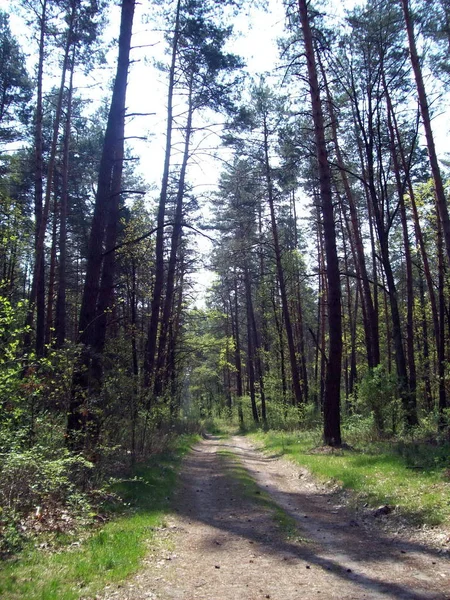 Floresta Campo Árvores Arbustos — Fotografia de Stock