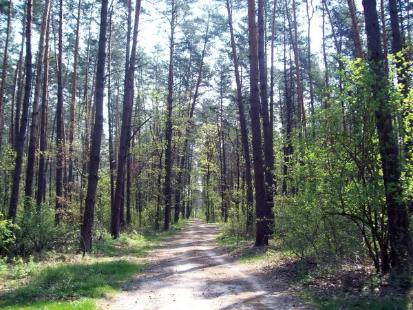 Floresta Campo Árvores Arbustos — Fotografia de Stock