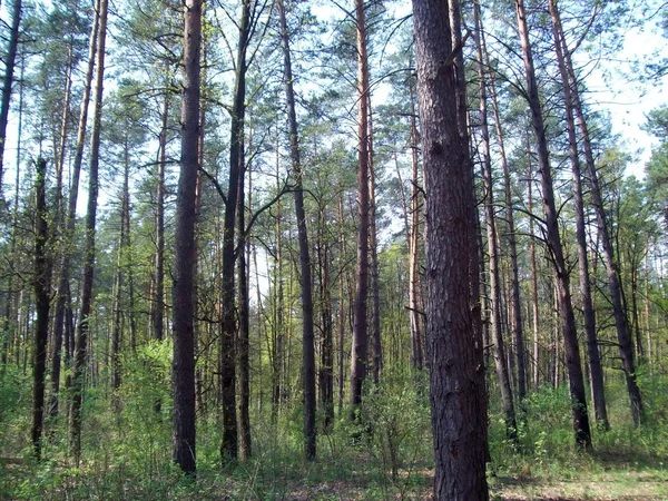 Las Wsi Drzew Krzewów — Zdjęcie stockowe