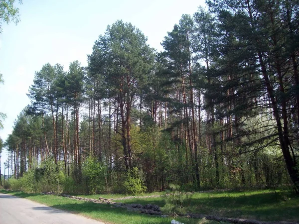 Wald Auf Dem Land Bäume Und Sträucher — Stockfoto