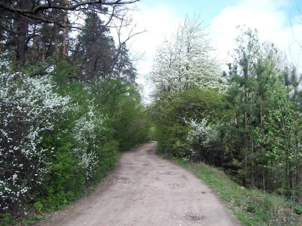 Forêt Campagne Arbres Buissons — Photo