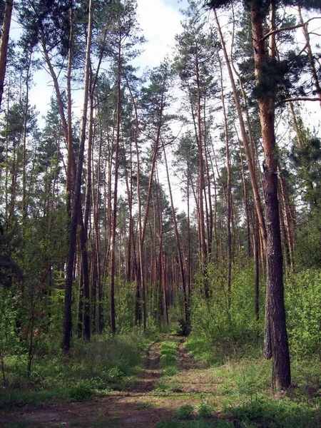 Forest Het Platteland Bomen Struiken — Stockfoto