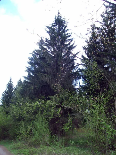 Forest Het Platteland Bomen Struiken — Stockfoto