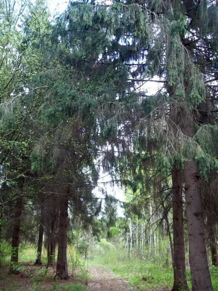 Wald Auf Dem Land Bäume Und Sträucher — Stockfoto