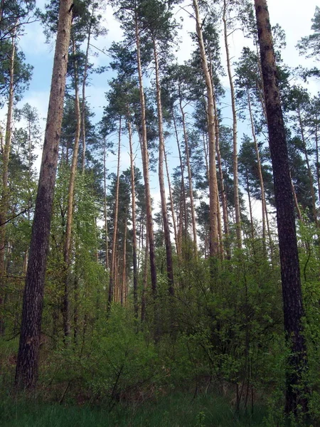 Wald Auf Dem Land Bäume Und Sträucher — Stockfoto