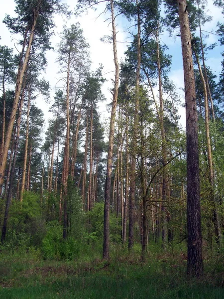 Skog Landskapet Träden Och Buskarna — Stockfoto