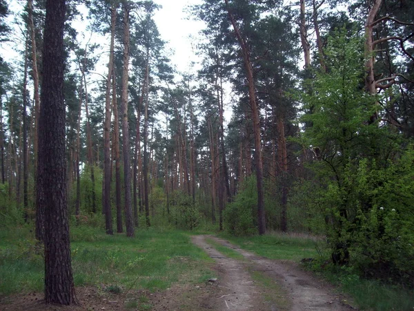 Las Wsi Drzew Krzewów — Zdjęcie stockowe
